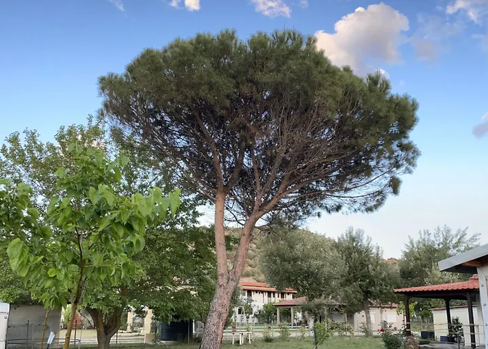 Alva Sykia Chalkidikis